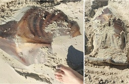 Sinh vật kỳ dị vùi trong cát trên bãi biển Australia