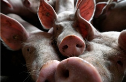 Người tiêu dùng Trung Quốc chuyển sang ăn thịt chó vì dịch tả lợn châu Phi