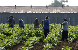 Lao động nô lệ trong các trang trại nông nghiệp ở Châu Âu
