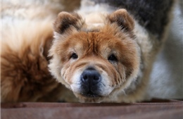 Người Hàn Quốc đổ xô mua thuốc thú y cho chó vì tin đồn chữa được ung thư