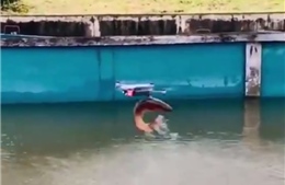 Video cá nhảy bật khỏi mặt nước để săn máy bay không người lái