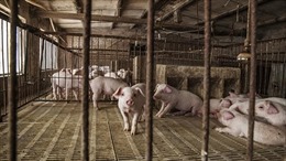 Trung Quốc lắp điện cao áp trong chuồng lợn để diệt dịch tả lợn châu Phi