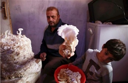 Cây nấm trở thành nguồn sống cho các gia đình Syria