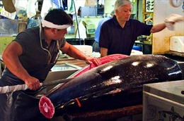 Phiên đấu giá cá ngừ đầu năm mới tại Nhật Bản