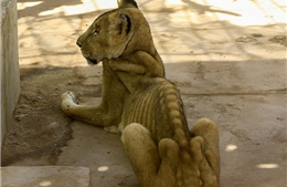 Hình ảnh những chú sư tử gầy trơ xương tại Sudan