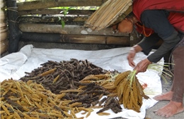 Biến đổi khí hậu khiến nông dân Ấn Độ chuyền sang trồng kê