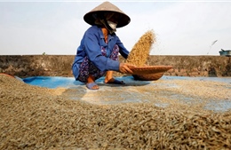 FAO cảnh báo COVID-19 có thể gây thiếu lương thực toàn cầu