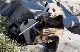 Vườn thú Canada trả gấu trúc về Trung Quốc vì không có đủ tre