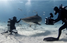 Nỗi niềm của một người đam mê quay chụp cá mập ở cự ly gần