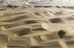 Bất ngờ với số lượng cây xanh trên sa mạc châu Phi