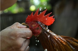 Cảnh sát Philippines tử vong vì gà chọi khi xử lý chọi gà trái phép