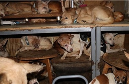 Trên 150 con chó bị nhốt trong căn nhà 30 mét vuông ở Nhật Bản