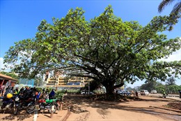 Tổng thống Kenya ban hành sắc lệnh chỉ để bảo vệ một cây sung 
