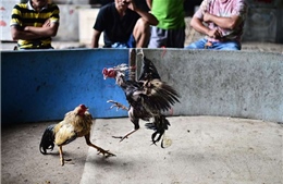 Sới gà, sòng bạc gây khó cho cuộc chiến chống COVID-19 của Thái Lan