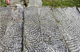 Ngư dân Biển Hồ Campuchia lo lắng do lượng cá giảm mạnh