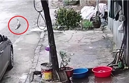 Báo Anh đăng video lý thú về con cá ‘vượt ngục’ tại Việt Nam