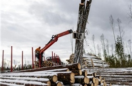 Triển vọng ngành khai thác gỗ ở Nga