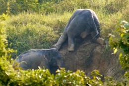 Video hài hước hai con voi trợ lực đưa nhau ra khỏi rãnh bùn