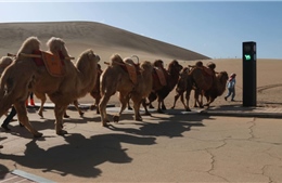 Trung Quốc triển khai đèn giao thông cho lạc đà
