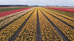 Chiêm ngưỡng &#39;biển hoa tulip&#39; rực rỡ tại Hà Lan