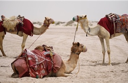 Lý do các nhà khoa học UAE tiêm virus SARS-CoV-2 vào lạc đà