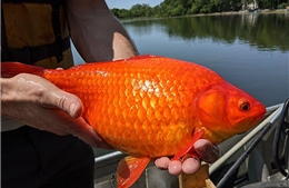 Cá vàng kích thước ‘quái vật’ trong hồ tại Mỹ 