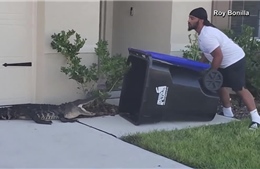 Video cựu binh Mỹ xử lý cá sấu hung hăng bằng thùng rác