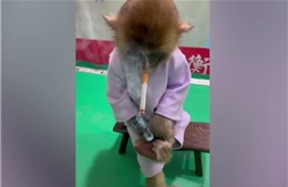 Vườn thú Trung Quốc gây phẫn nộ vì cho khỉ con hút thuốc lá