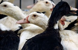 Pháp ra lệnh cách ly gia cầm đề phòng lây lan dịch cúm từ chim di cư