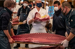 Cận cảnh con cá ngừ giá 145.000 USD tại Nhật Bản