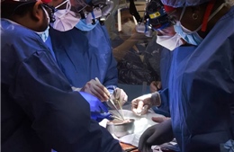 Mỹ thực hiện ca ghép tim lợn chỉnh sửa gien vào cơ thể người