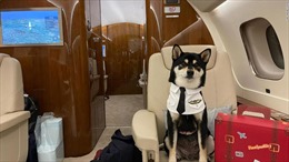 Lý do nhiều người thuê hẳn máy bay riêng cho thú cưng rời Hong Kong