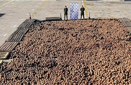 Colombia thu giữ hàng chục nghìn quả dừa chứa cocaine