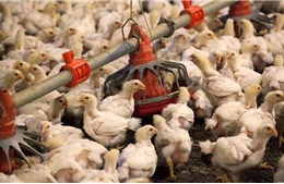 Mỹ cân nhắc tiêm vaccine cho gà vì dịch cúm gia cầm