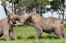 Video hai con voi 6 tấn ở Kenya lao vào giao chiến ngay trước mắt du khách