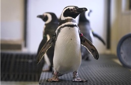 Vườn thú khắp Bắc Mỹ giấu kỹ chim quý vì lo ngại cúm gia cầm