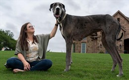 Kỷ lục Guinness xác nhận con chó cao nhất thế giới