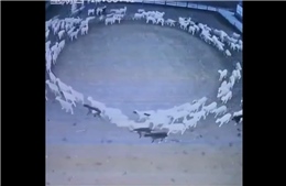 Hiện tượng lạ đàn cừu đi thành vòng tròn trong 12 ngày liên tiếp