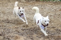 Số phận đôi cún là biểu tượng của hòa bình và hợp tác trên bán đảo Triều Tiên