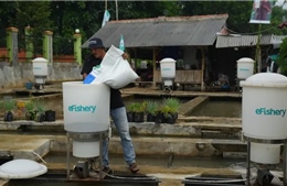 Các công ty khởi nghiệp góp công phát triển ngành nuôi hải sản Indonesia