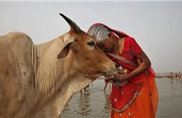 Ấn Độ: Người dân được khuyến khích ôm bò trong ngày Valentine để quảng bá giá trị đạo Hindu