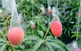 Bí quyết của nông dân Nhật Bản trồng xoài ‘Mặt Trời trong tuyết’ giá 230 USD mỗi trái