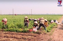 Các quốc gia Đông Nam Á tăng cường nhập khẩu nông sản Việt