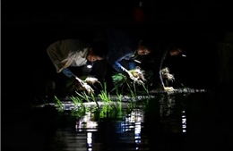 AFP thực hiện phóng sự về cấy lúa ban đêm tại Việt Nam