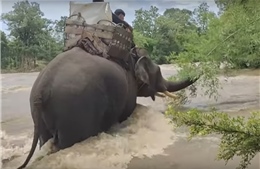 Vai trò của những chú voi trong bầu cử quốc hội ở Campuchia
