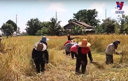 Thái Lan lập đơn vị chuyên trách theo dõi giá gạo
