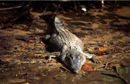 Bộ Quốc phòng Australia có thể bị phạt hơn 1 triệu USD do cá sấu tấn công binh sĩ