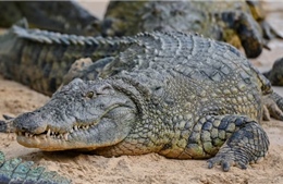 Truy lùng 70 con cá sấu bị sổng chuồng do mưa lũ tại Trung Quốc