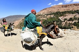 Những &#39;anh hùng 4 chân&#39; khắc phục hậu quả động đất tại Maroc