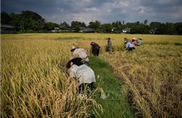 Giá gạo tăng gieo hy vọng cho nông dân Thái Lan đang chịu nhiều gánh nặng